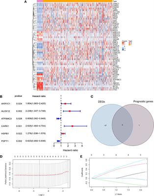 A Novel Ferroptosis Related Gene Signature for Prognosis Prediction in Patients With Colon Cancer